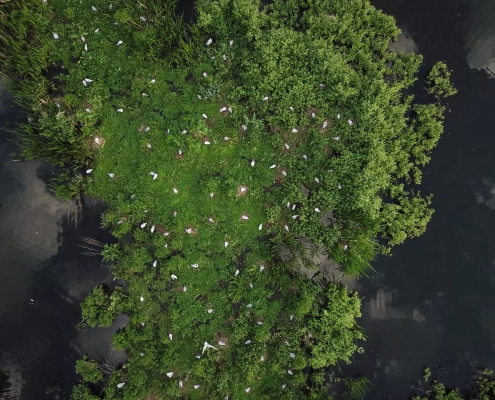 Dronebilde av grønn skog/busker der vi ser fugler som små hvite prikker