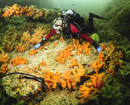 Dykker ved et korallrev